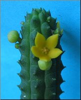 Echidnopsis cereiformis jaune
